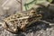 Leopard Frog