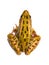 Leopard Frog