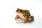 Leopard Frog