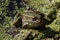 Leopard Frog in Duckweed