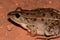 Leopard frog (Lithobates sphenocephalus)