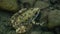 Leopard Frog on a rock in a river stream bank