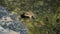 Leopard Frog on a rock in a river stream bank