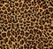 Leopard fur as background