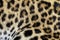 Leopard fur bacground