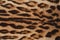 Leopard fur closeup
