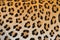 Leopard fur coat spotted detail, close-up portrait of wild cat, Etosha NP, Namibia in Africa. Wildlife scene from African nature