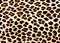 Leopard fur spot pattern background - Leopard skin rug with spotted design