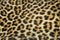 Leopard fur texture