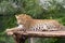 Leopard Gazing at camera