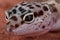 Leopard gecko