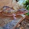 Leopard gecko basking