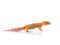 Leopard Gecko, cute pet that looks like a smile all the time Standing on a white background