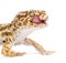 Leopard gecko, Eublepharis macularius