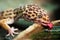 Leopard gecko (Eublepharis macularius)