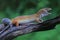 A leopard gecko is posing in a distinctive style.