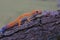 A leopard gecko is posing in a distinctive style.