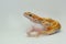 A leopard gecko is posing in a distinctive style.