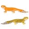 Leopard gecko vector illustration. Cartoon spotted gecko