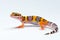 Leopard gecko on white background