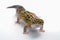 Leopard gecko in  white background