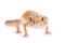 Leopard Gecko on a white background