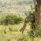 Leopard getting down of a tree, Serengeti, Tanzania