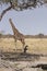 Leopard and Giraffe in Etosha National Park, Namibia