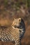 Leopard glancing over shoulder in late sunlight.