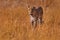 Leopard golden grass sunset, Savuti, Chobe NP, in Botswana, Africa. Big spotted cat in the wild nature. Wildlife Botswana