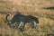 Leopard in grass