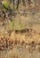 Leopard in grasses of Pench National Park