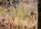 Leopard in grasses of Pench National Park