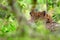 Leopard in green vegetation. Hidden Sri Lankan leopard, Panthera pardus kotiya, Big spotted wild cat lying on the tree in the