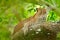 Leopard in green vegetation. Hidden Sri Lankan leopard, Panthera pardus kotiya, Big spotted wild cat lying on the tree in the natu