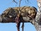 Leopard on a grey arid branch nibbling on its prey