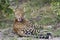 Leopard grooming in Botswana, Africa