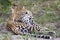 Leopard grooming in Botswana, Africa