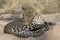 Leopard grooming self in sand