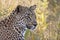 Leopard head closeup in long grass