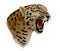Leopard Head. Illustration.