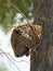 Leopard head looking down from behind a tree trunk getting ready to jump down. South Luangwa National Park, Zambia