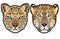 Leopard head, Panthera pardus, big cat, wild animal full color vector illustration
