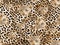 Leopard head skin texture seamless pattern