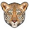 Leopard head in vector, Panthera pardus, big cat, wild animal