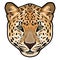 Leopard head in vector, Panthera pardus, big cat, wild animal