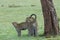 Leopard and her cub on the grasslands