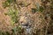 Leopard hiding in the bushes in the Sabi Sands.