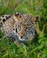 Leopard hiding in the grass. Close-up. National Park. Kenya. Tanzania.