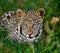 Leopard hiding in the grass. Close-up. National Park. Kenya. Tanzania.